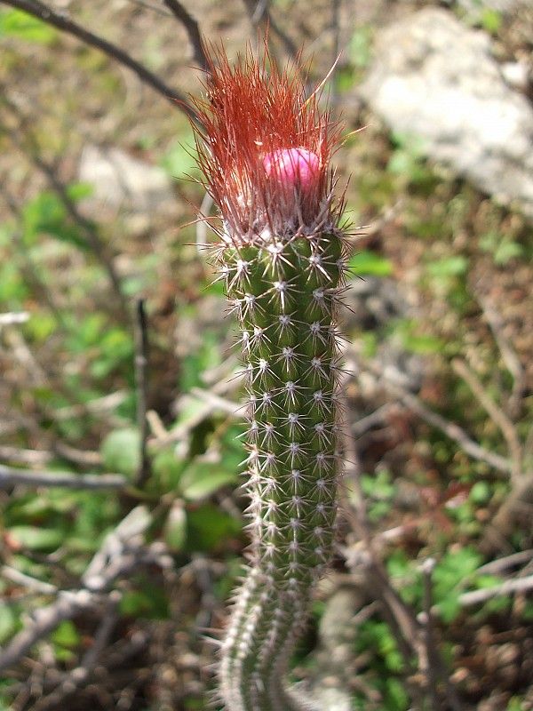 Arrojadoa Penicillata Seeds for Planting – Heirloom & Non-GMO Seeds for Rare Cactus Enthusiasts