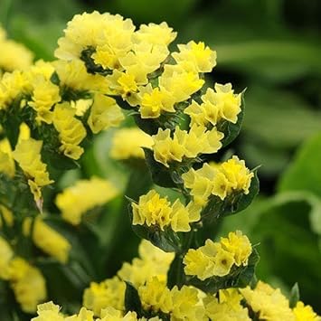 Flower Seeds, Seeds,Seeds For Planting,Plant Seeds