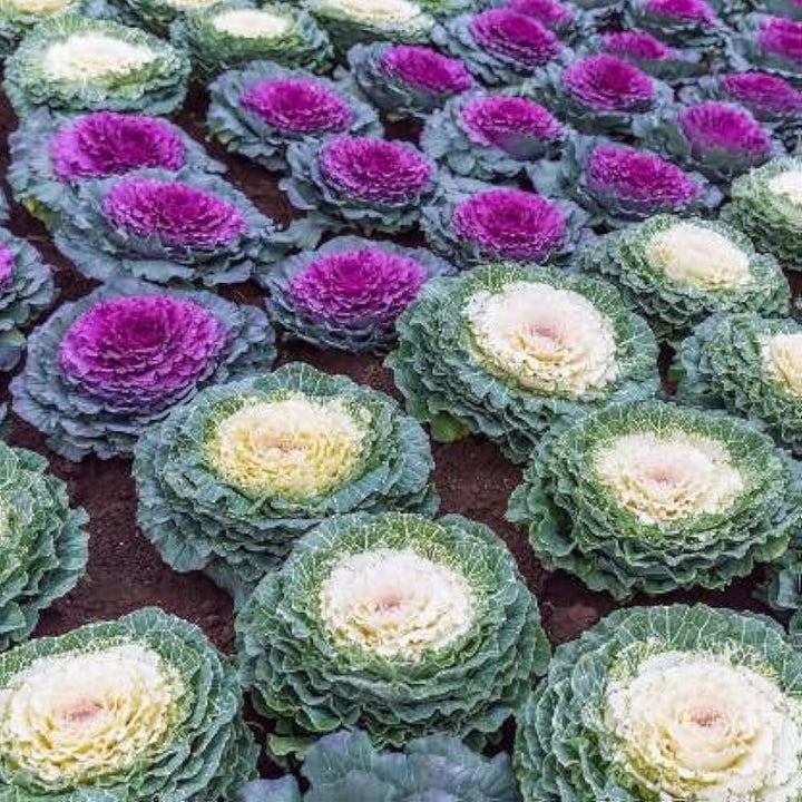 Flower Seeds, Seeds,Seeds For Planting,Plant Seeds