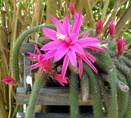 Flower Seeds, Seeds,Seeds For Planting,Plant Seeds