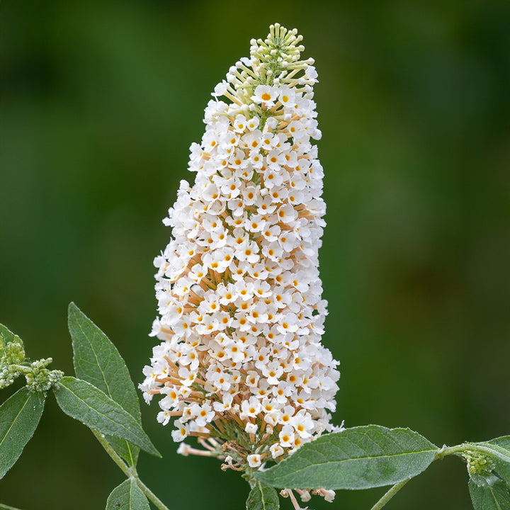 White Buddleia Flower Seeds for Planting – Heirloom, Non-GMO, Drought Tolerant High Germination Seeds