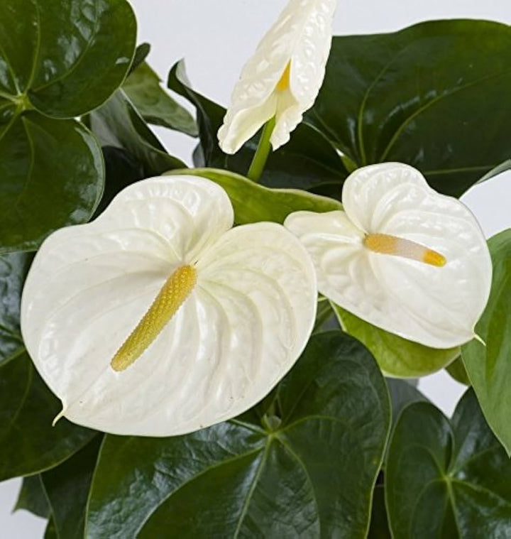 White Anthurium Flower Seeds for Planting – Heirloom, Non-GMO, High Germination Organic Garden Seeds