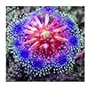Purple Sundew Seeds for Planting – Heirloom, Non-GMO, Bright Blooms, High Germination