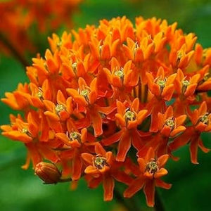 Flower Seeds, Seeds,Seeds For Planting,Plant Seeds