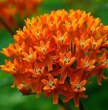 Flower Seeds, Seeds,Seeds For Planting,Plant Seeds
