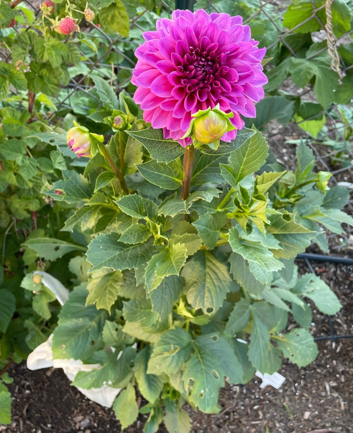 Ruby Pink Dahlia Flower Seeds for Planting – Heirloom, Non-GMO, High Germination Organic Garden Seeds