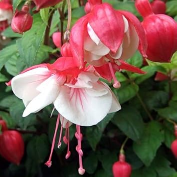 Flower Seeds, Seeds,Seeds For Planting,Plant Seeds