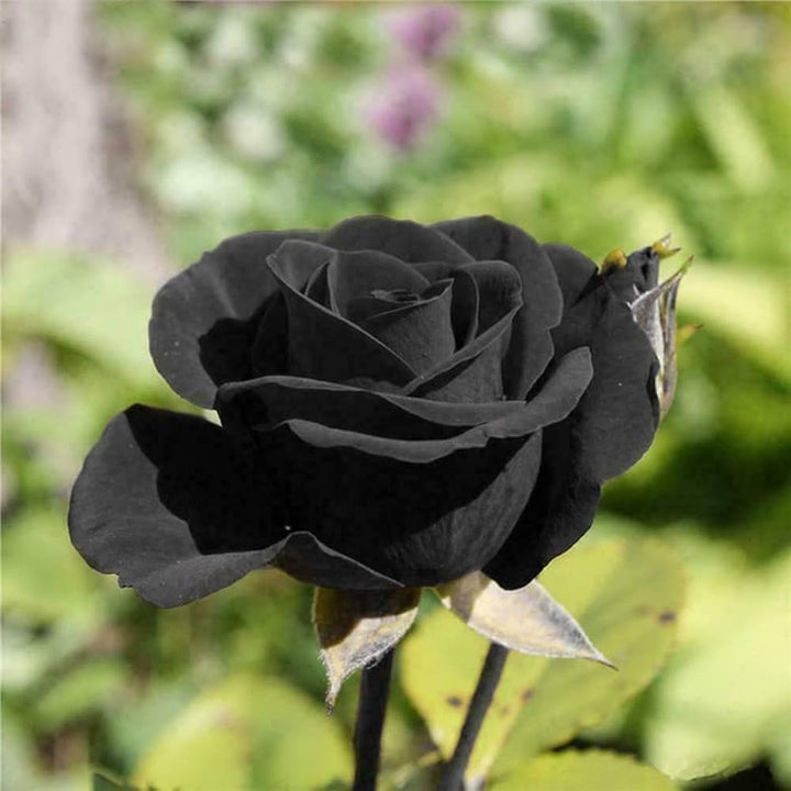 Black Rose Flower Seeds for Planting – Heirloom, Non-GMO, High Germination Organic Garden Seeds
