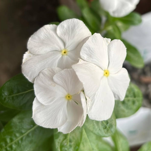 Flower Seeds, Seeds,Seeds For Planting,Plant Seeds