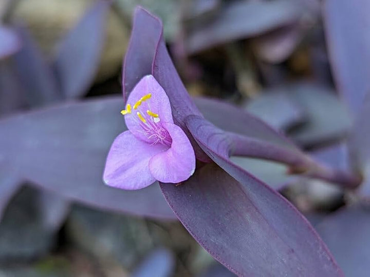 Tradescantia Pallida Flower Seeds for Planting – Heirloom Non-GMO, High Germination Organic Garden Seeds