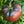 Vegetable Seeds,Garden seeds, Seeds For Planting,Plant Seeds