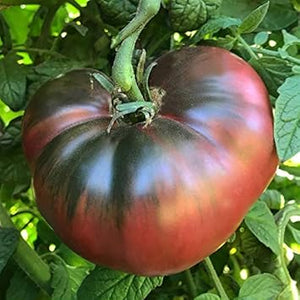 Vegetable Seeds,Garden seeds, Seeds For Planting,Plant Seeds