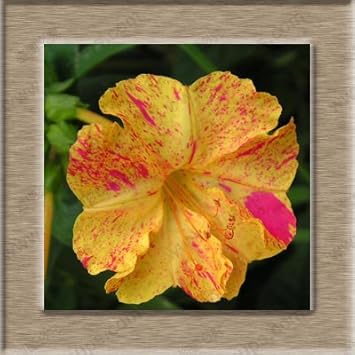 Flower Seeds, Seeds,Seeds For Planting,Plant Seeds