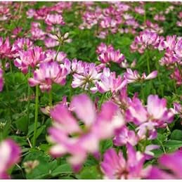 Flower Seeds, Seeds,Seeds For Planting,Plant Seeds