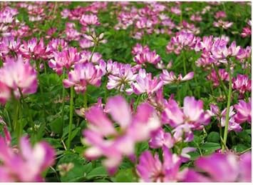 Flower Seeds, Seeds,Seeds For Planting,Plant Seeds