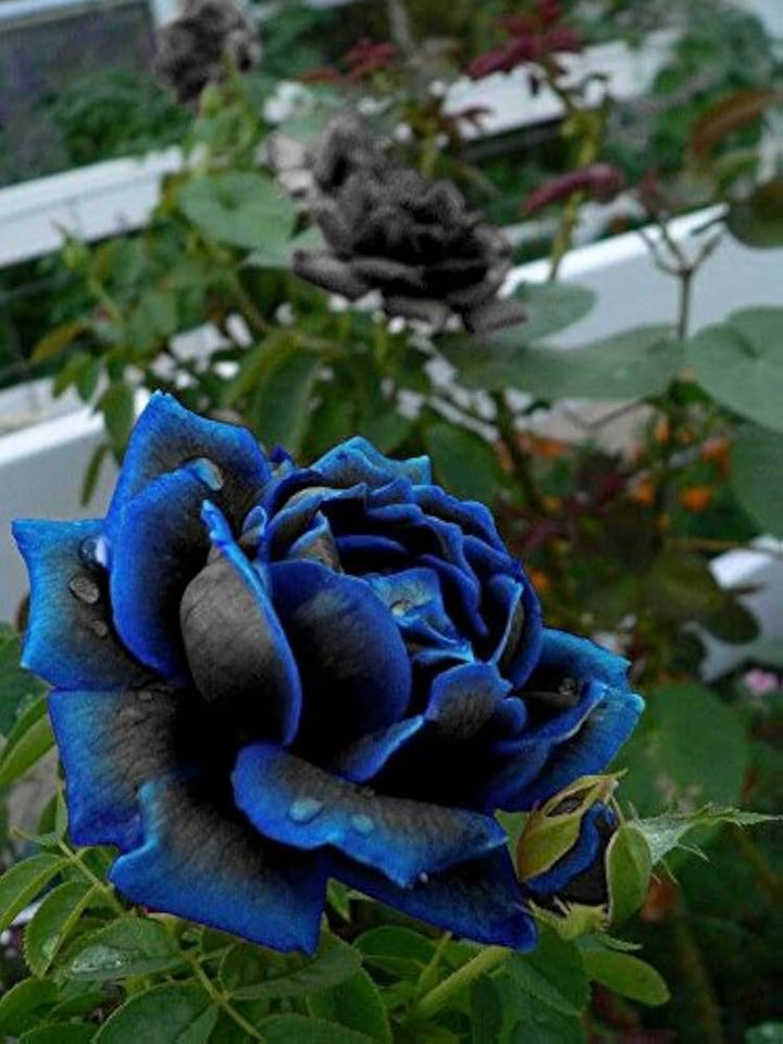 Blue Black Rose Flower Seeds for Planting – Colorful Display, Heirloom Non-GMO High Germination Garden Seeds