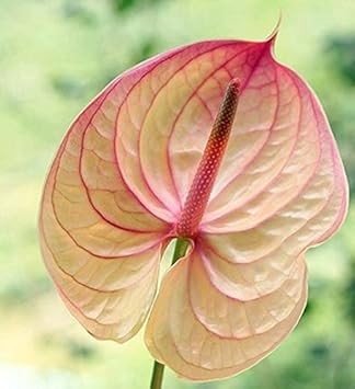anthurium plant pods Cream Pink Anthurium Flower Seeds for Planting