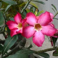 Pink Adenium Flower Seeds for Planting – Heirloom, Non-GMO, Low-Maintenance Organic Garden Seeds