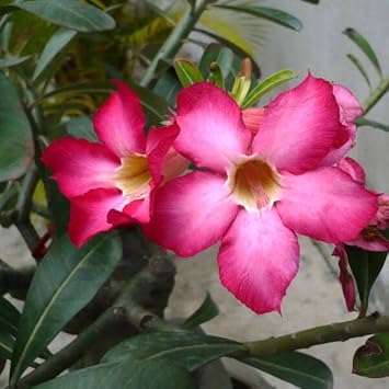 Flower Seeds, Seeds,Seeds For Planting,Plant Seeds