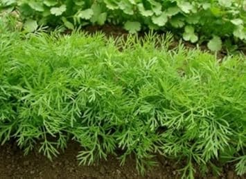 Herb Seeds,Garden seeds, Seeds For Planting,Plant Seeds