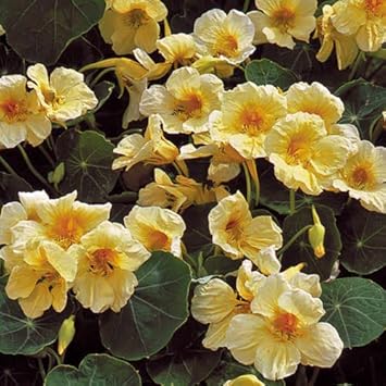 Flower Seeds, Seeds,Seeds For Planting,Plant Seeds