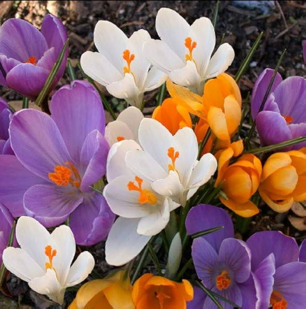 Mixed Crocus Flower Seeds for Planting – Heirloom, Non-GMO, High Germination Organic Garden Seeds