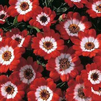 Red Cineraria Flower Seeds for Planting – Heirloom, Non-GMO, High Germination Garden Seeds