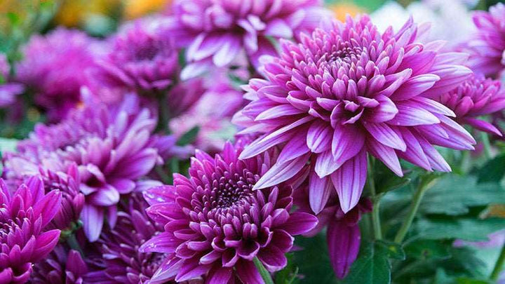 Purple Coneflower or  Pine Chrysanthemum Flower seeds for Planting - Vibrant Colors, Heirloom &amp; GMO Free Seeds for Home Garden