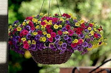 Flower Seeds, Seeds,Seeds For Planting,Plant Seeds