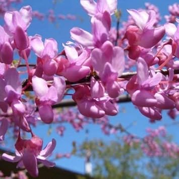 Flower Seeds, Seeds,Seeds For Planting,Plant Seeds