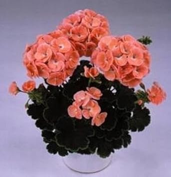 Flower Seeds, Seeds,Seeds For Planting,Plant Seeds