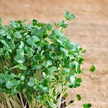 Vegetable Seeds,Garden seeds, Seeds For Planting,Plant Seeds