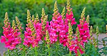 Flower Seeds, Seeds,Seeds For Planting,Plant Seeds