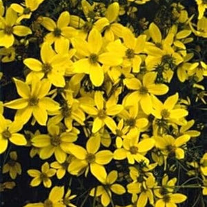 Flower Seeds, Seeds,Seeds For Planting,Plant Seeds