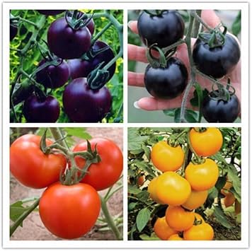 Vegetable Seeds,Garden seeds, Seeds For Planting,Plant Seeds