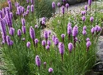 Flower Seeds, Seeds,Seeds For Planting,Plant Seeds