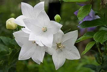 Flower Seeds, Seeds,Seeds For Planting,Plant Seeds