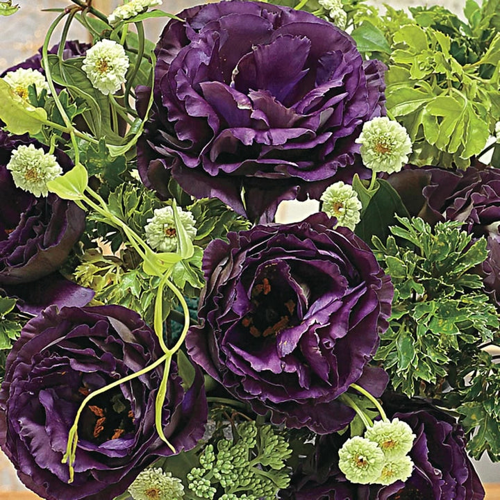 Lisianthus Rosanne Black Pearl Flower seeds for Planting - Sun Loving, Heirloom & GMO Free Seeds for Home Garden | High Germination Organic Garden Seeds