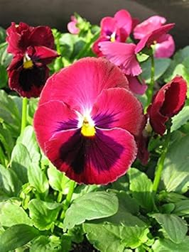 Flower Seeds, Seeds,Seeds For Planting,Plant Seeds