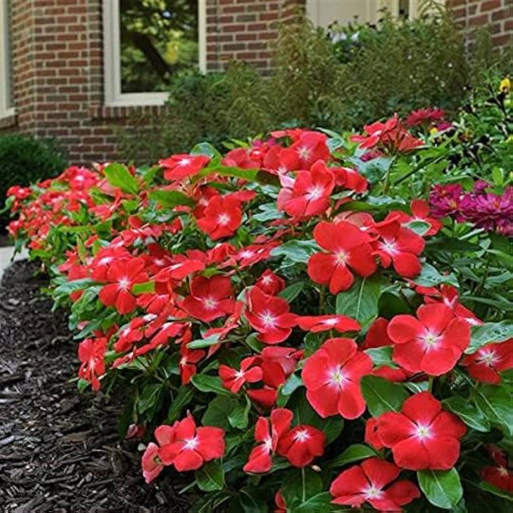Red Periwinkle Vinca Flower Seeds for Planting – Heirloom, Non-GMO, Sun Loving, High Germination Seeds