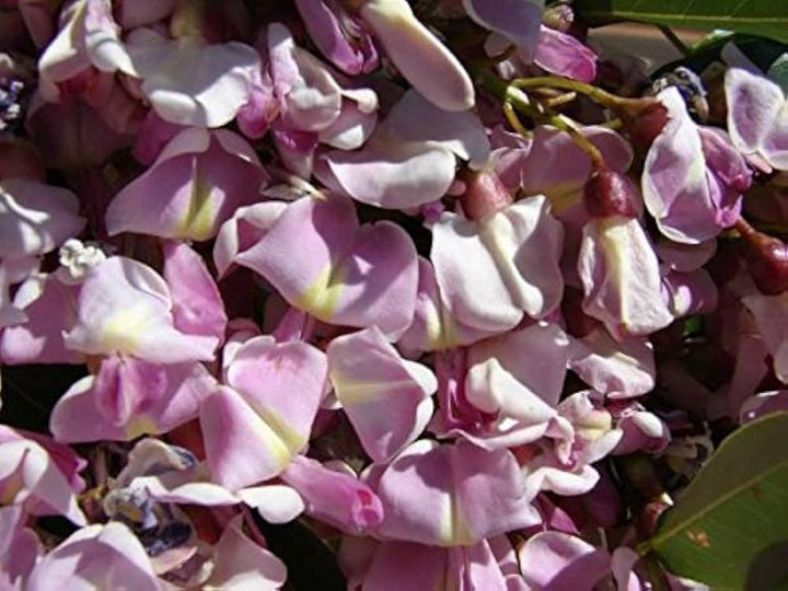 Fresh Gliricidia Maculata Madre de Cacao Flower Seeds for Planting – Heirloom, Non-GMO, High Germination