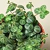 Peperomia Prostrata Seeds for Planting - Heirloom, Non-GMO, High Germination, Organic Garden Seeds