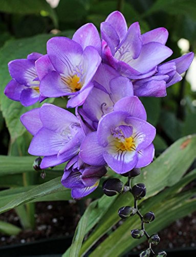 Freesia Flower Seeds for Planting – Heirloom Non-GMO, High Germination Organic Garden Seeds