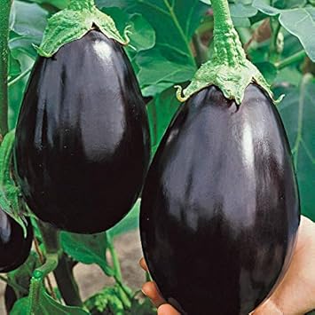 Vegetable Seeds,Garden seeds, Seeds For Planting,Plant Seeds