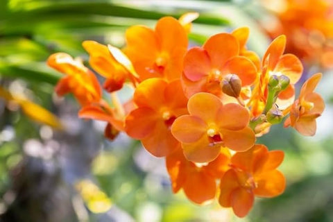 Flower Seeds, Seeds,Seeds For Planting,Plant Seeds