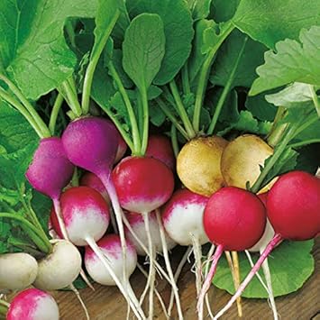 Vegetable Seeds,Garden seeds, Seeds For Planting,Plant Seeds