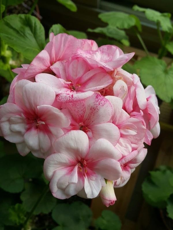 Light Pink White Geranium Flower Seeds for Planting - Easy to Grow, Heirloom & GMO Free Seeds for Home Garden