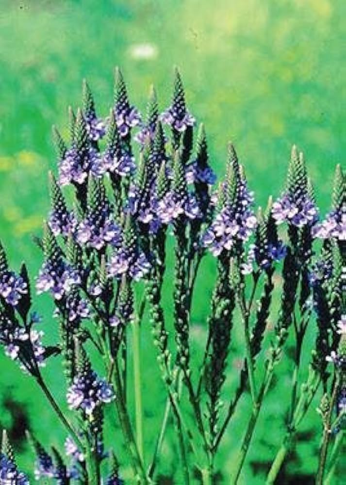 Blue Verbena Hastata Flower Seeds for Planting | Heirloom Non-GMO Organic Garden Seeds, Colorful Display, High Germination