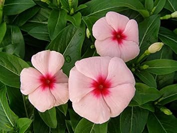 Flower Seeds, Seeds,Seeds For Planting,Plant Seeds