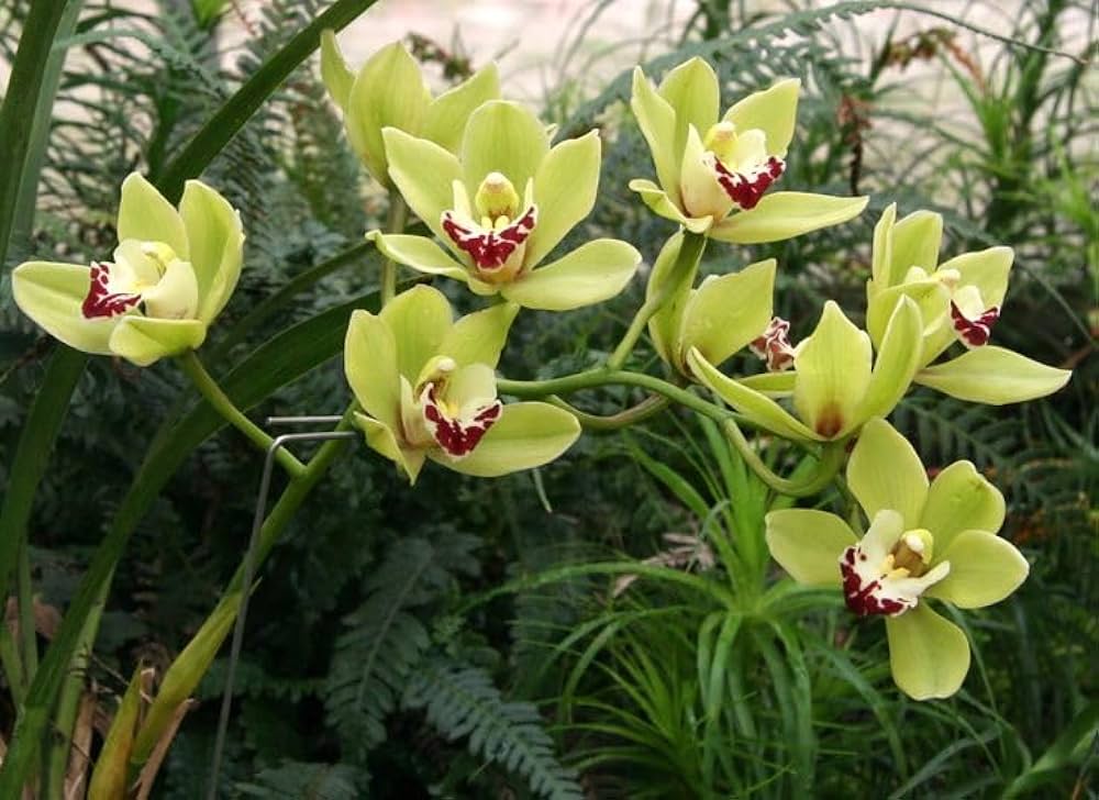 Green Phalaenopsis Flower Seeds for Planting – Heirloom Non-GMO, High Germination Organic Garden Seeds